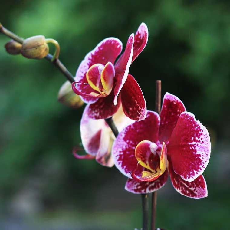 蝴蝶兰开花期间烂根,两棵蝴蝶兰的养殖方法