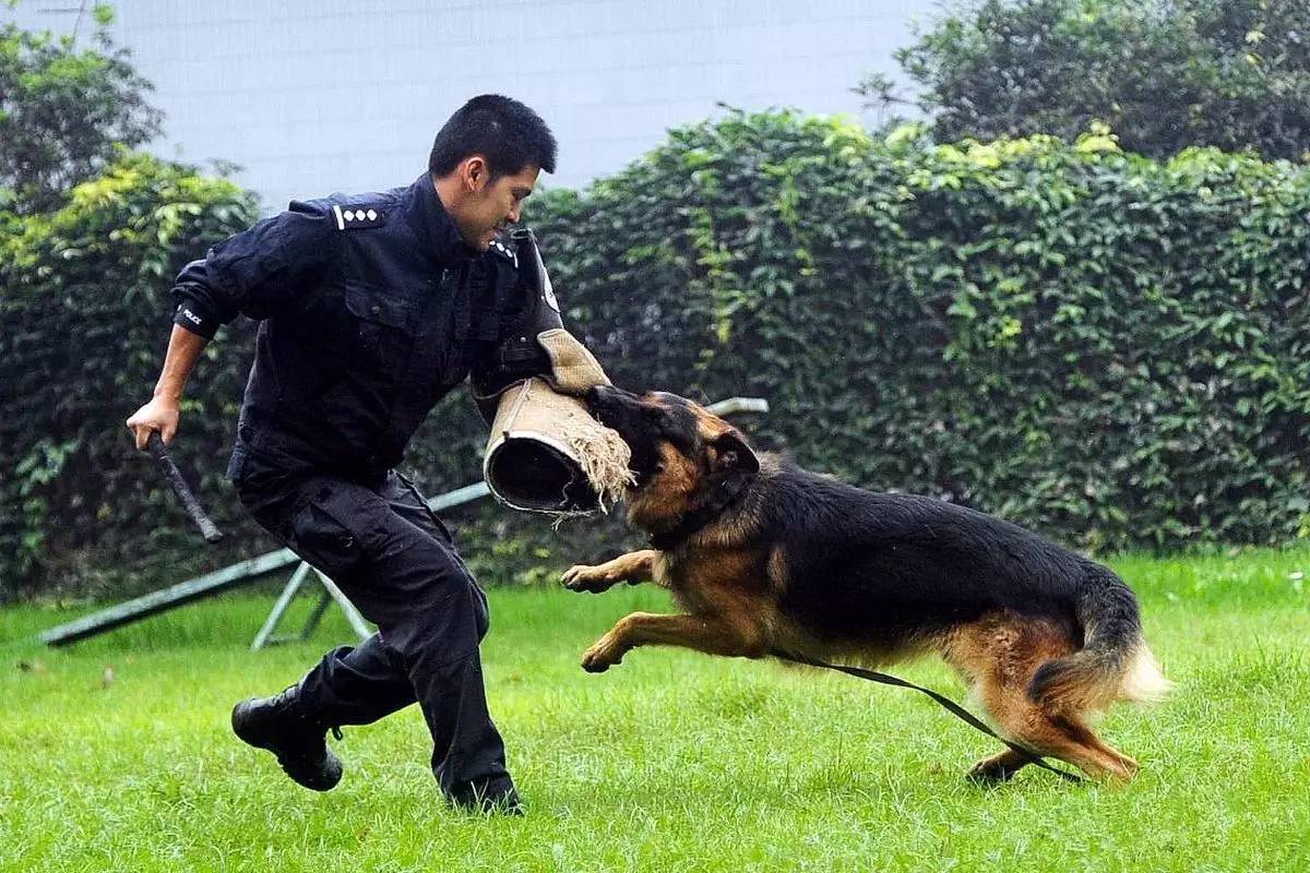 德国牧羊犬优点,德国牧羊犬的优缺点