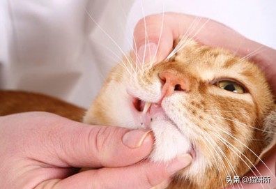 有100只猫该咋办,猫舍的猫全部得口炎了怎么办呢