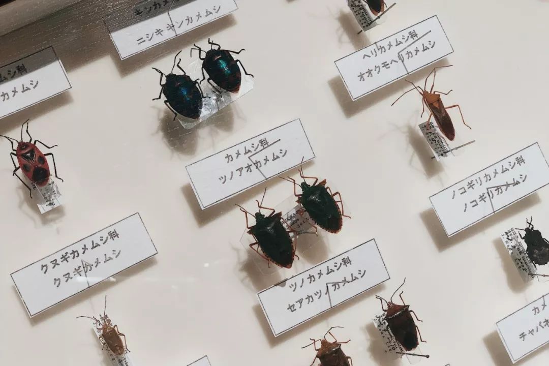 生活在福冈有什么好处,在福冈生活的好处