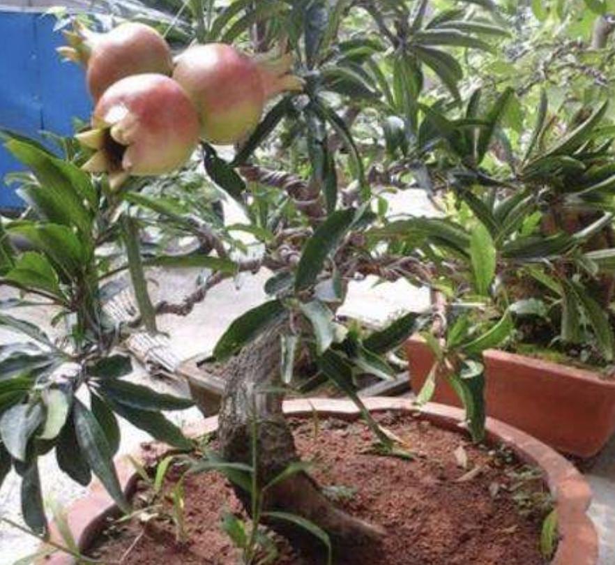 挂果的盆栽石榴树,盆栽石榴树怎样多结果呢视频