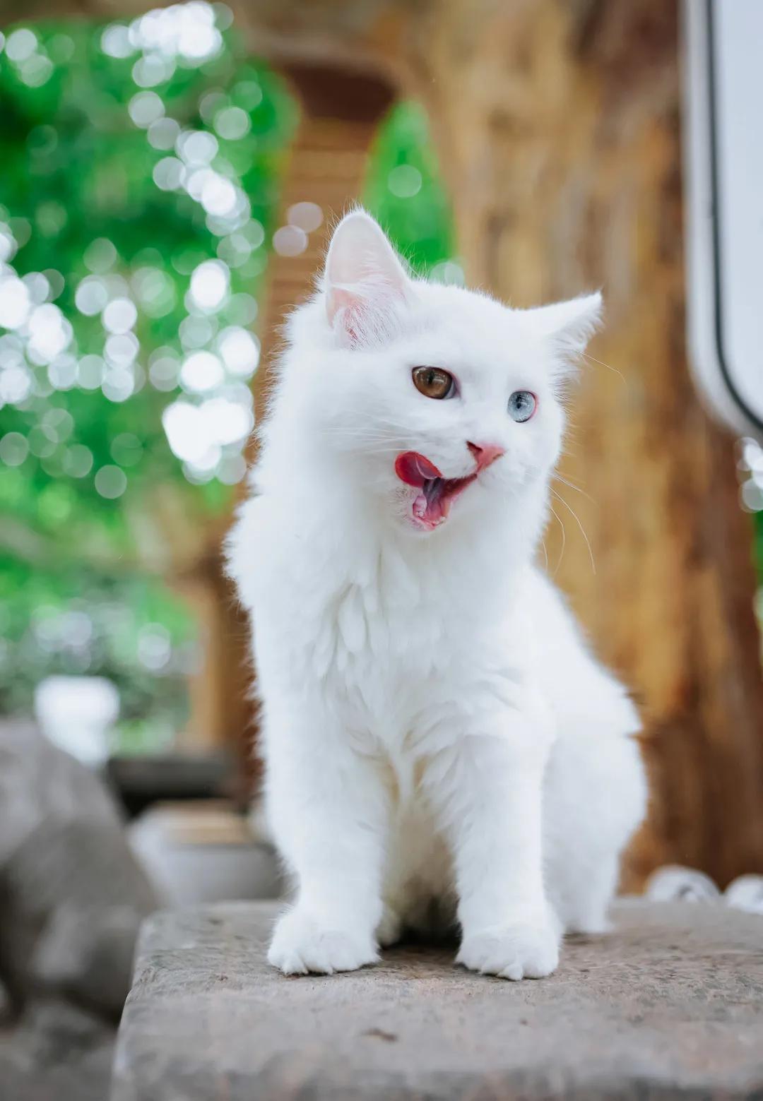 找领养新成员|你好呀，铲屎官