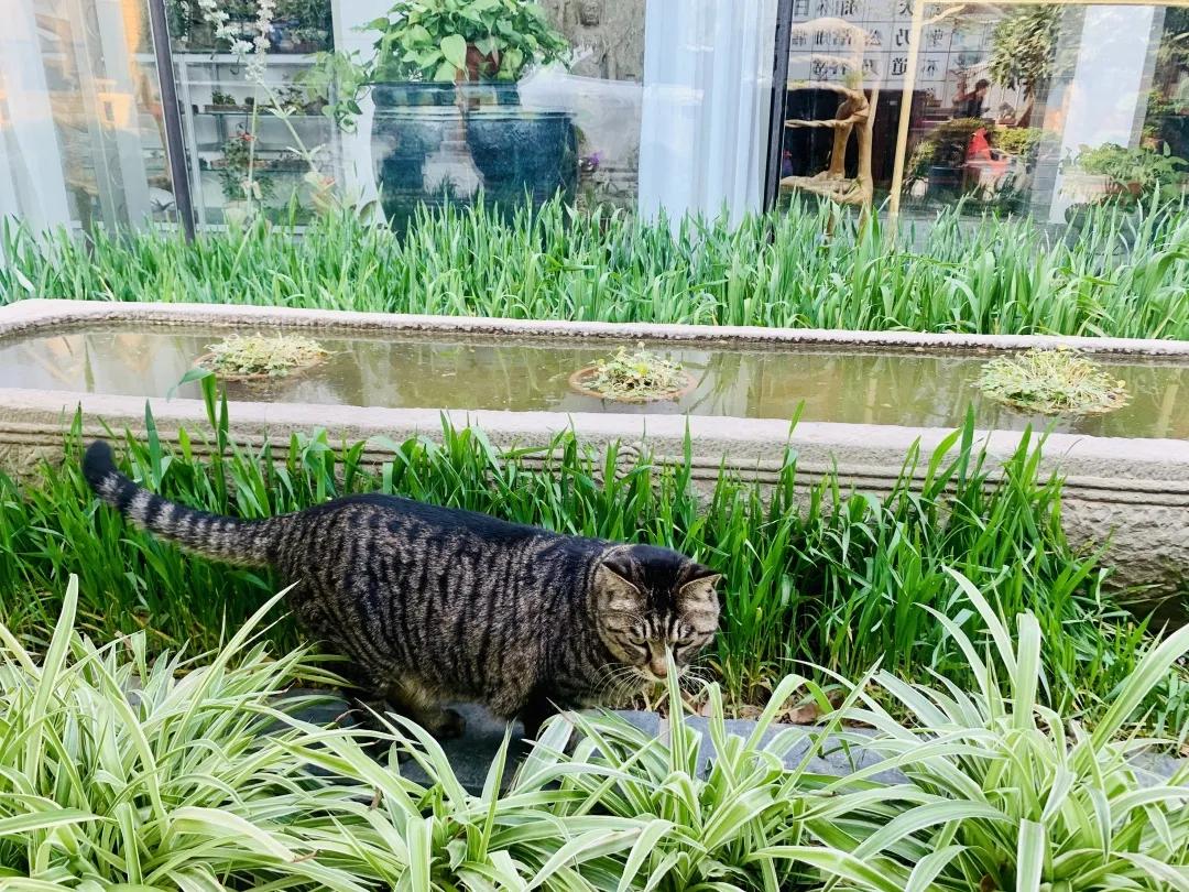 2019年掉缸事件,关于掉缸的事件