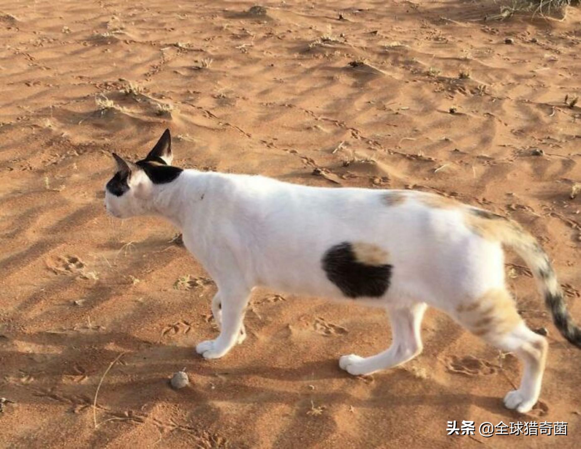 44张难以置信的图片,45张令人难以置信的图