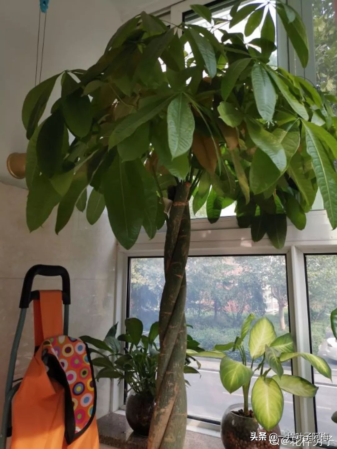 5个植物最招财,能开花又好养的植物又有寓意