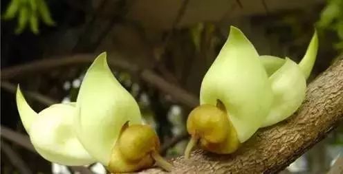 世界顶级奇花异卉,最美奇花异卉