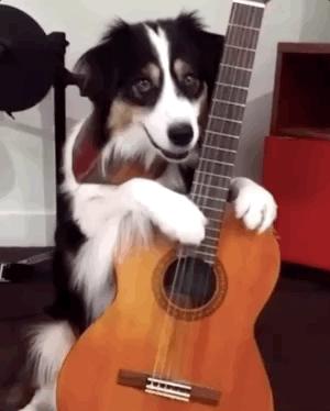 边牧聪明翻车,边牧聪明为什么边牧不当警犬