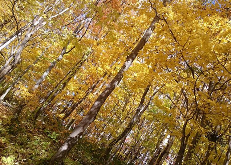 探访北海道的美妙大自然！新雪谷·羊蹄山区域的必访绝美景点