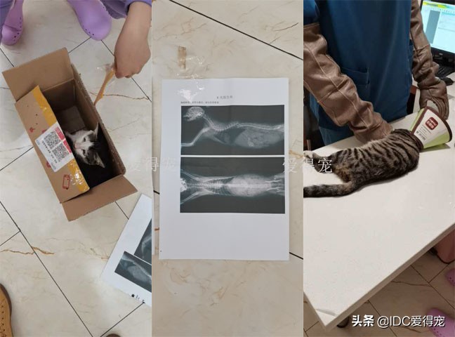 美团外卖员送到缅甸救人,美团外卖骑手救宠物