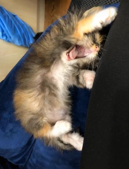 捡到的小奶猫眼睛流脓,捡到的小奶猫眼睛一直有眼屎