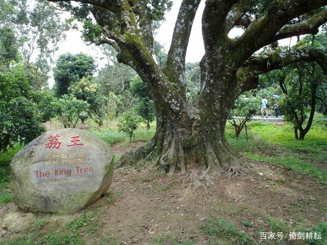 中国荔枝第一镇的荔枝树,高州评为十大水果之乡