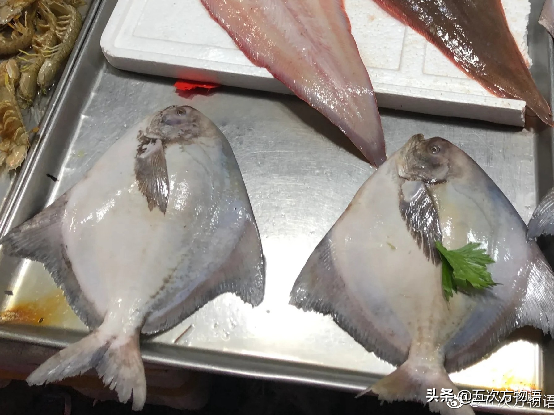 如何区分白鲳鱼的种类图解,怎么区分鲳鱼的品种