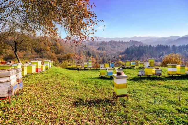 养蜂需买怎样的蜂粮,新手养蜂为什么吃蜂粮