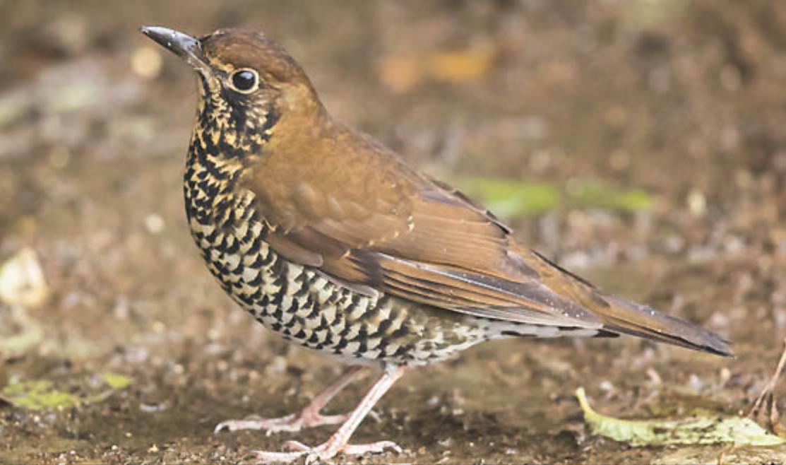 东江揽胜,惠州淡水常见鸟类图谱