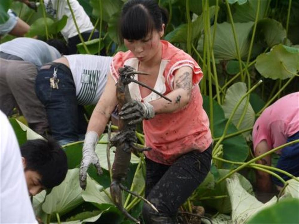 如果把水蛭吃进肚子会怎样,水蛭会不会寄生在身体里呢
