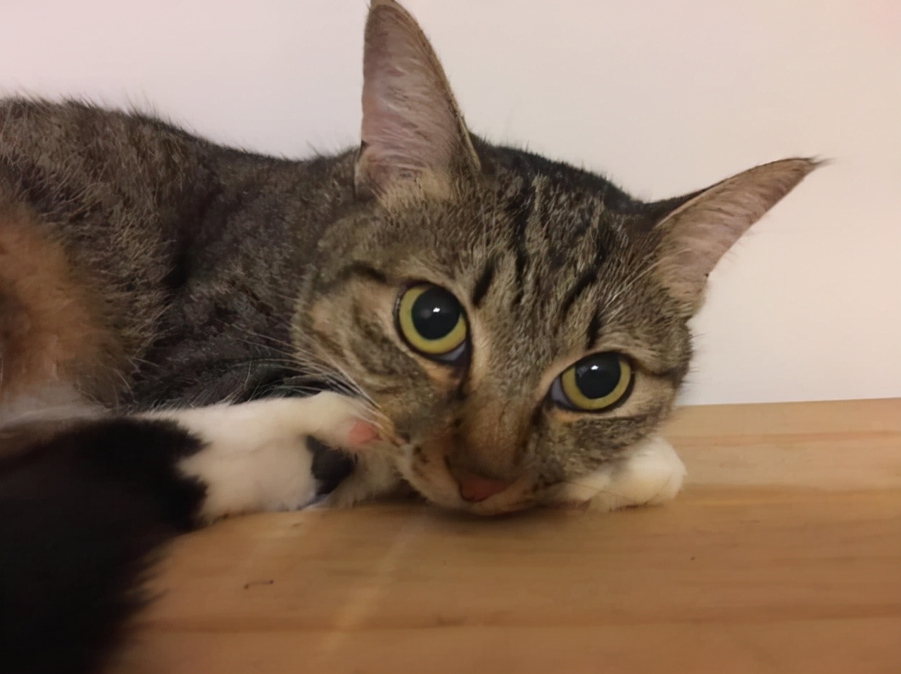 被怀孕猫咪碰瓷,被怀孕母猫碰瓷