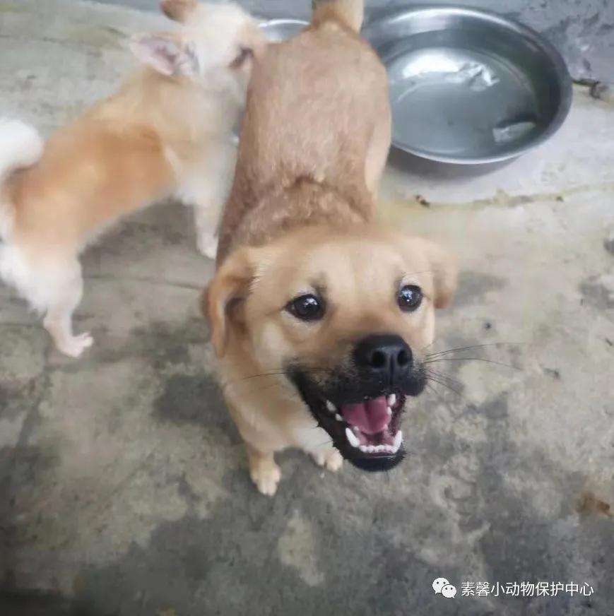 领养代替购买|2021年6月份福州线上宠物领养活动