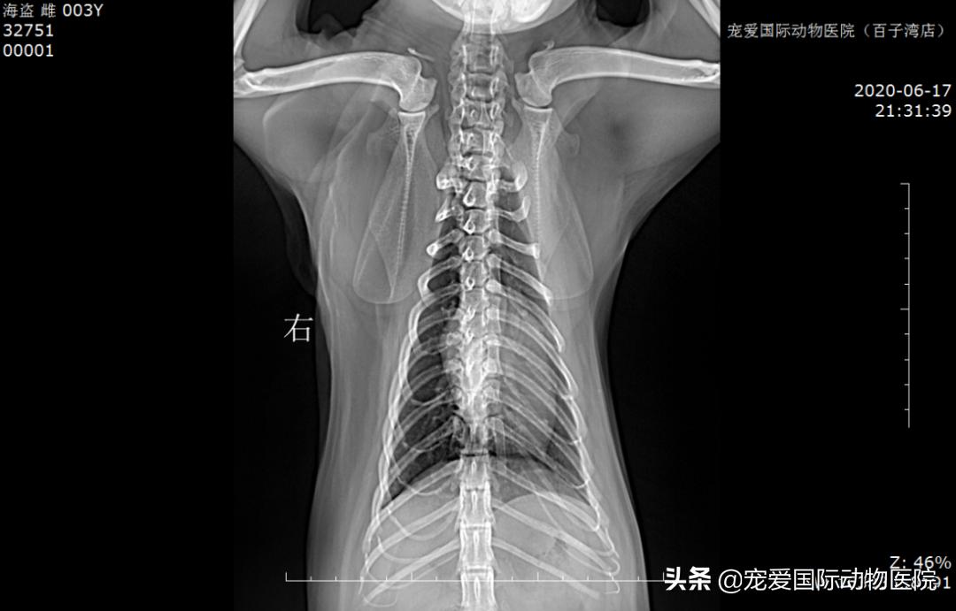 猫肥厚型心肌病的预防措施,猫肥厚型梗塞性心肌病