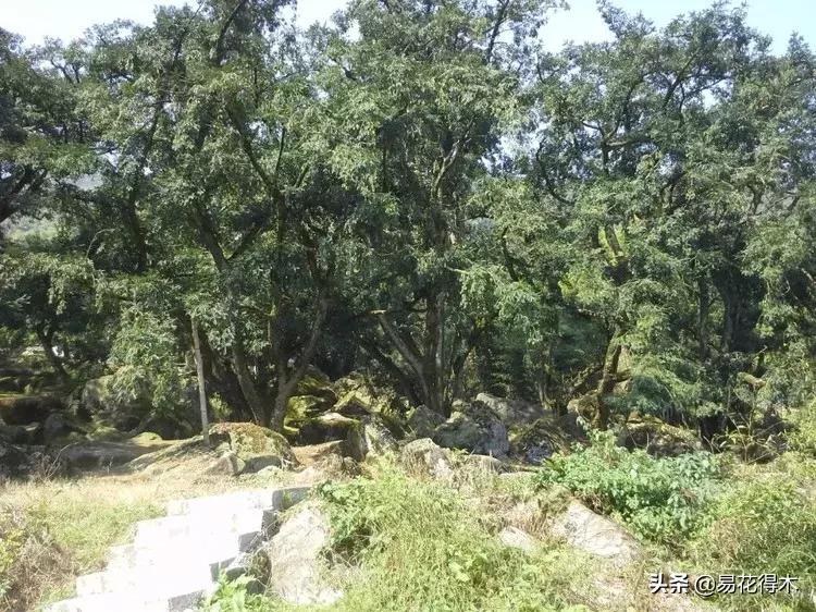 香榧、榧树的区别辨识与市场现状