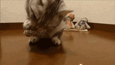 激光笔逗猫对猫咪影响,猫咪追激光笔是聪明还是不聪明