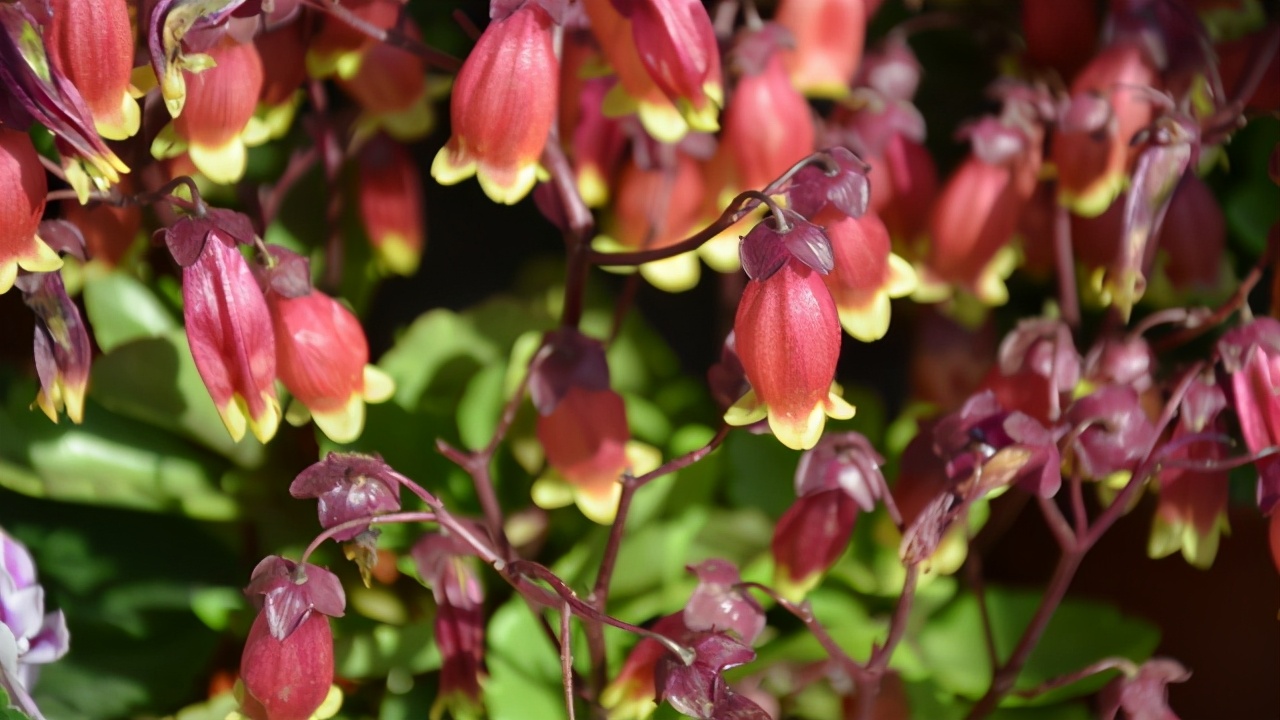 春季翻盆换土的花,哪些花适合在秋季换盆
