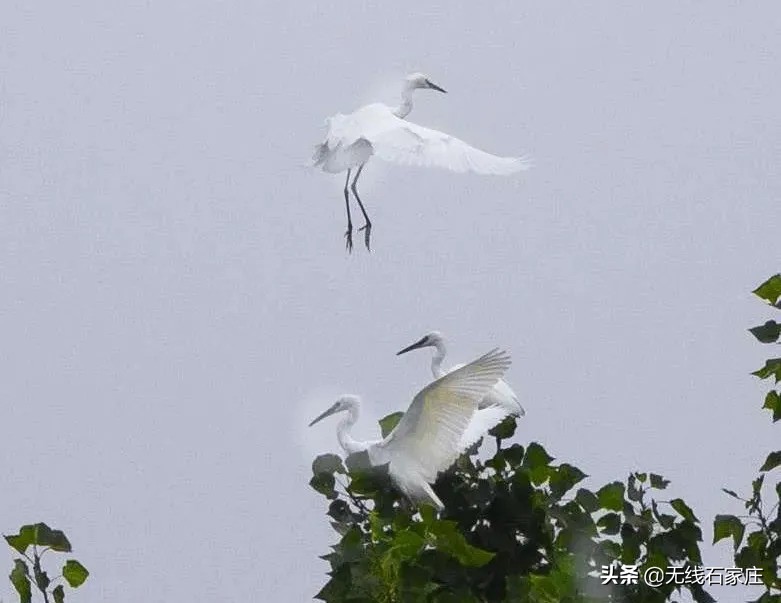 澶х編鏃犳瀬楂樻竻鐩存挱,澶х編鏃犳瀬