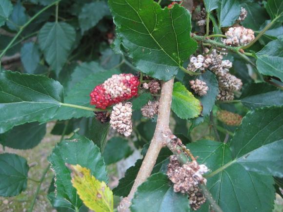 桑葚菌核病发病时间,桑葚菌核病症状