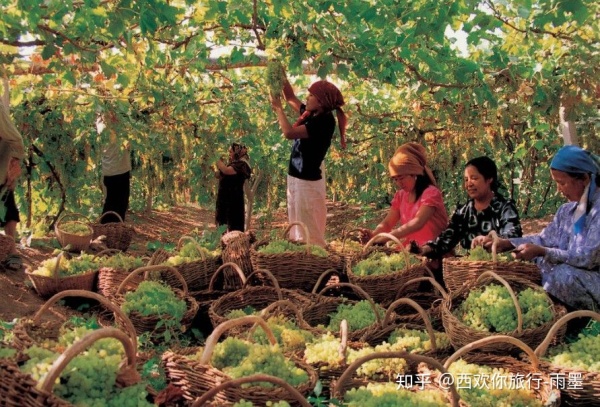 *疆新**瓜果攻略最好的季节配最美味的水果