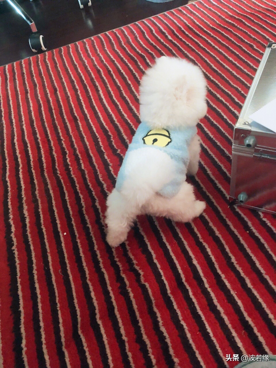 狗狗修毛的视频大全,给狗狗修毛的视频教程