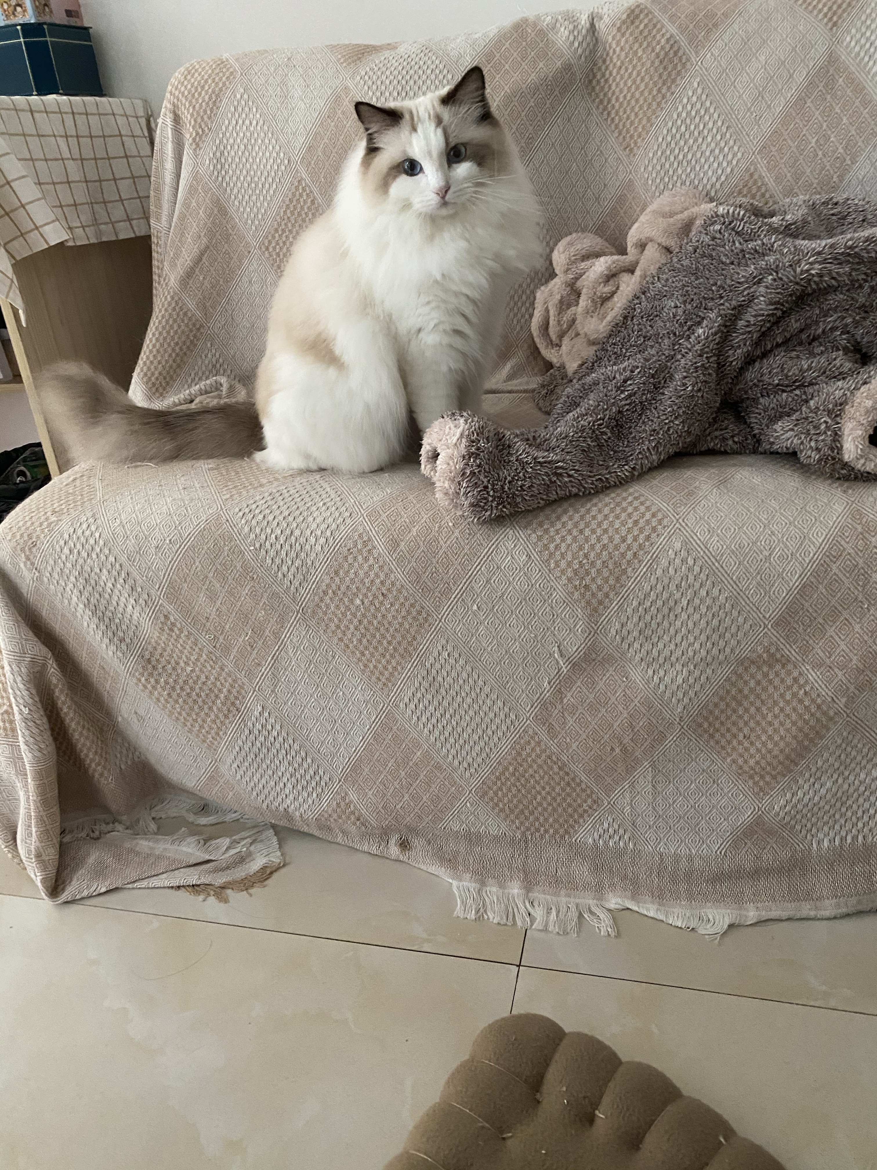 养猫省钱攻略布偶猫,养布偶猫的十大缺点和十大优点