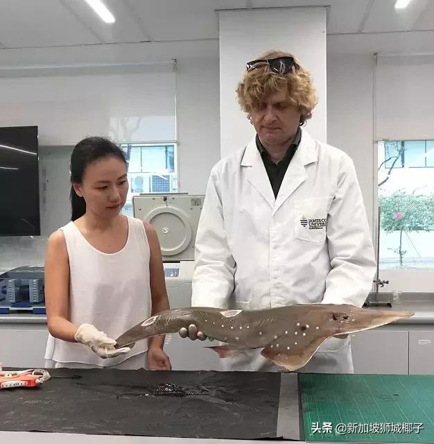 新加坡超市卖的一种糖,新加坡奇葩的东西