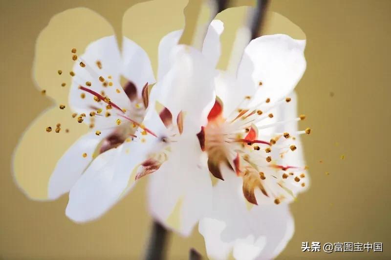 桃花怎么拍才好看,桃花怎么拍摄才能出新意