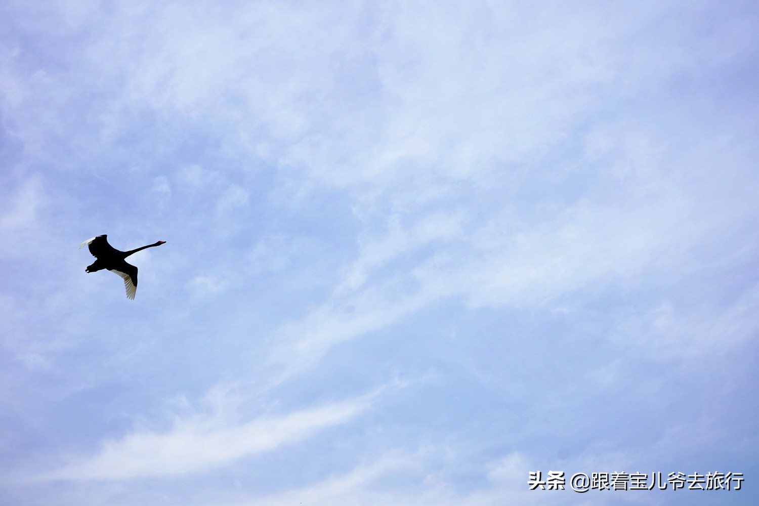 南京燕雀湖水杉林,南京秋天水杉林