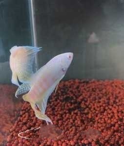 中国斗鱼有几种原生颜色,有三条黑线的泰国原生斗鱼