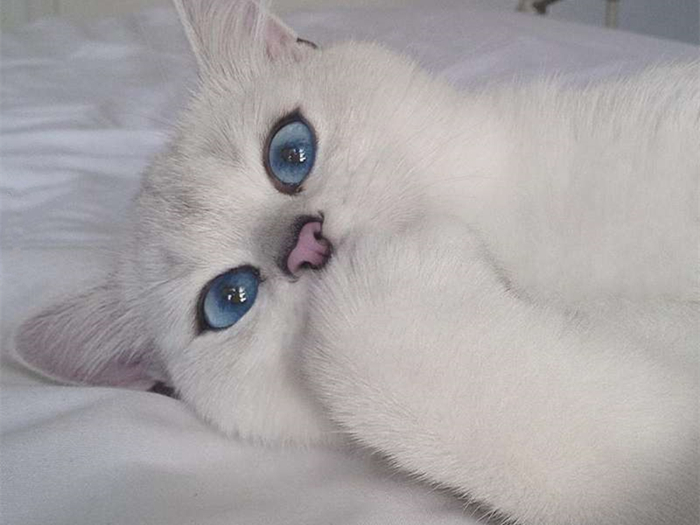 白毛蓝眼睛的猫咪是什么品种,白毛蓝眼睛的猫性格