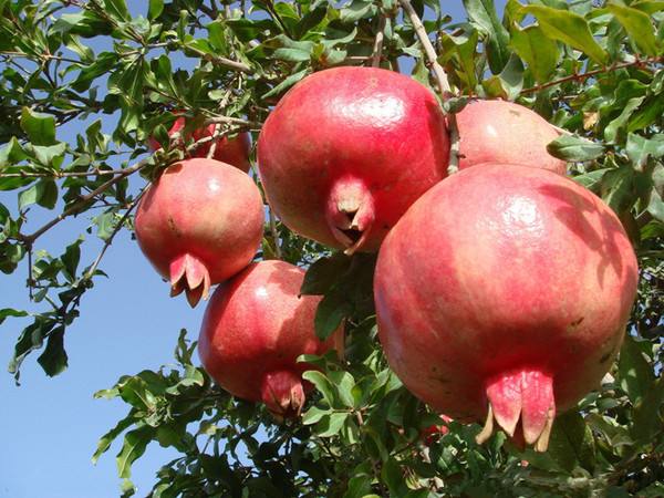 石榴连籽一起吃对人有什么好处,石榴有什么作用和好处