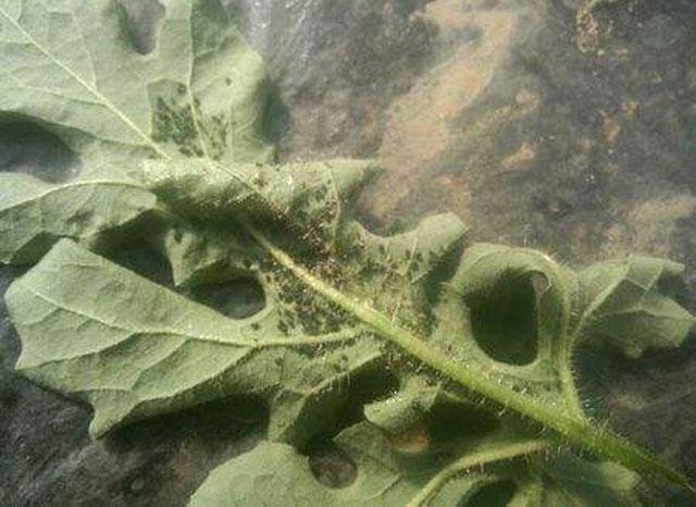 西瓜蚜虫用什么特效药防治,防治西瓜蚜虫的特效药有哪些