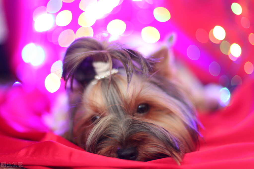 汪星人的常见疾病图片,50种狗狗常见病的症状及治疗方法