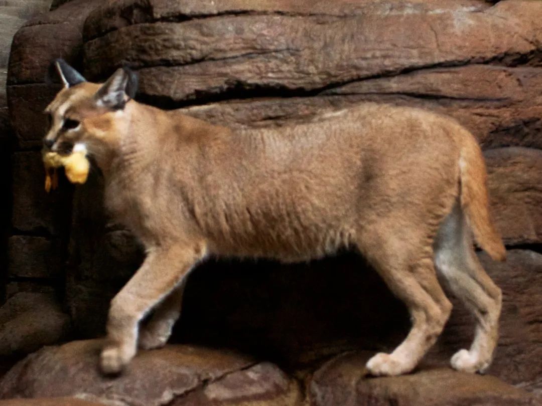 狞猫耳朵非常漂亮会旋转,狞猫一只长相狰狞的猫