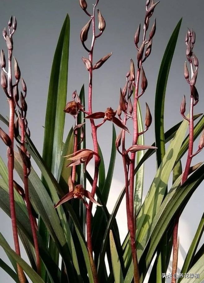 兰花的分类与品种如何鉴别,兰花品种哪种兰最贵最好养