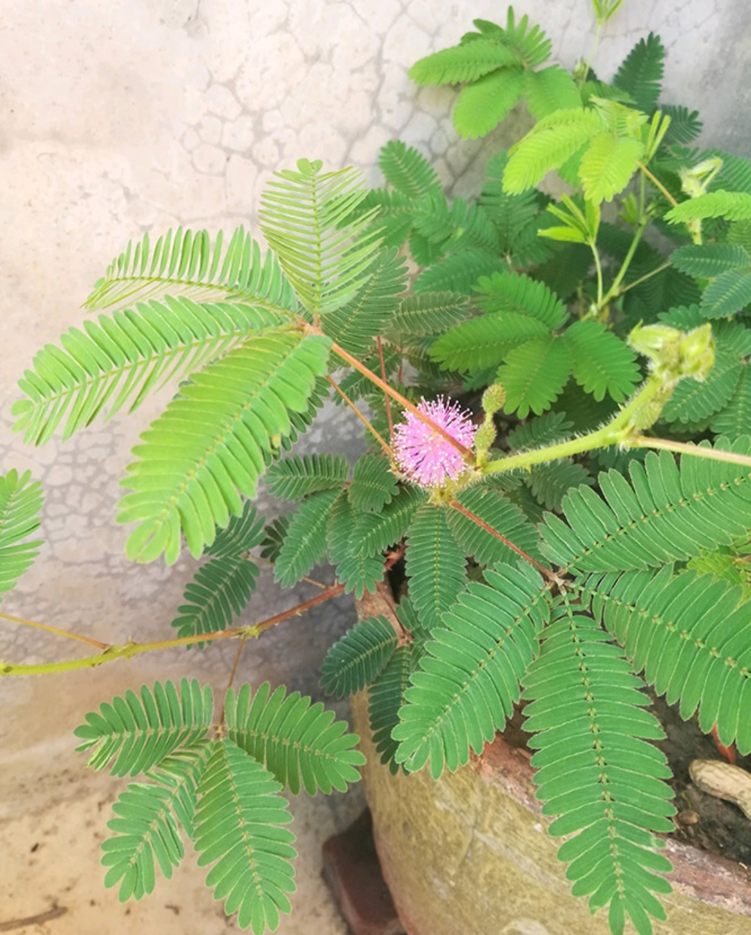 10种最毒花卉,20种大毒花