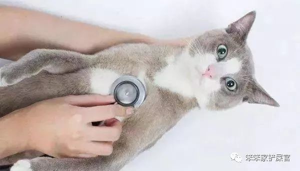 猫咪挑食饿两三天就好了,猫咪挑食饿几天会好吗