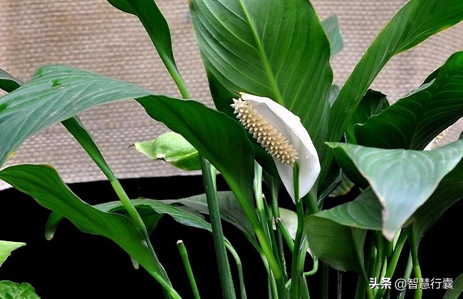 水培白鹤芋叶子蔫了是什么原因,土培白鹤芋叶子蔫了怎么补救