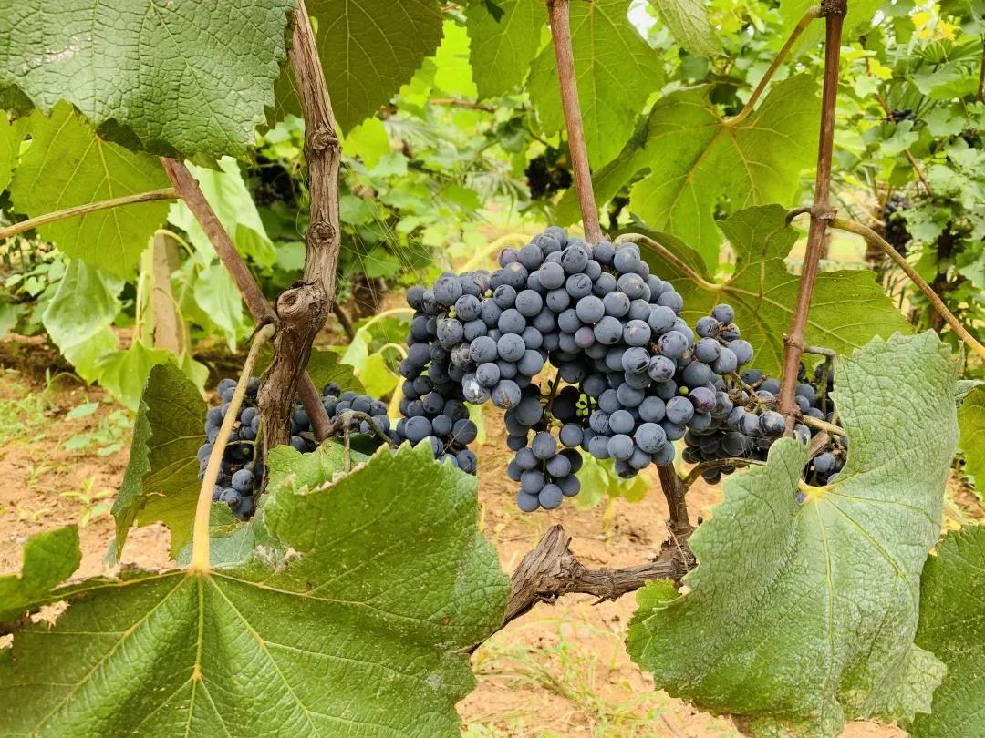 陕西丹凤葡萄酒厂西安总经销,渭南丹凤葡萄酒厂新闻报道