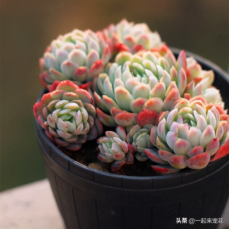 养冰玉多肉的正确方法,多肉冰莓月影养殖方法