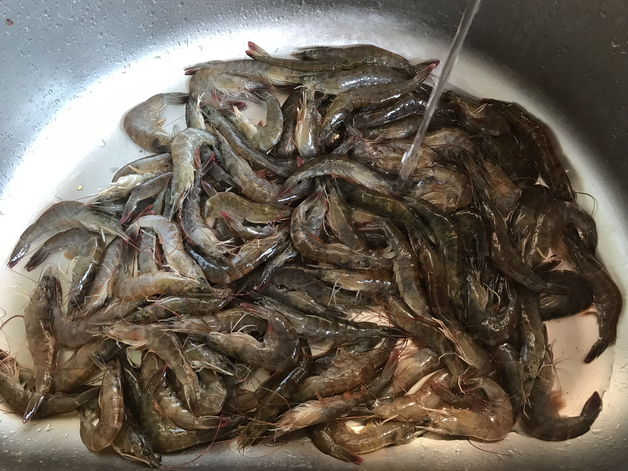 老渔民教你正确做法,老渔民鲜虾保存法