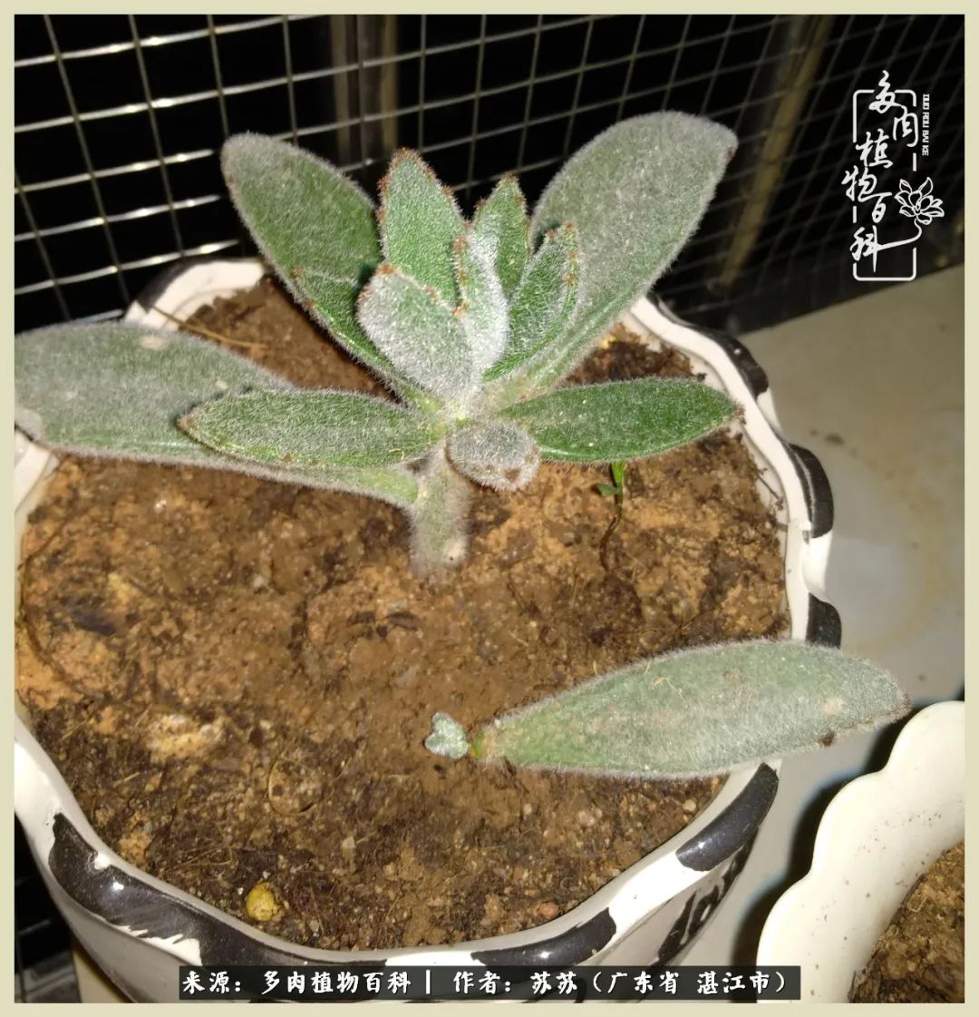 不要辜负与多肉的美好时光,多肉可以给人岁月静好的感觉