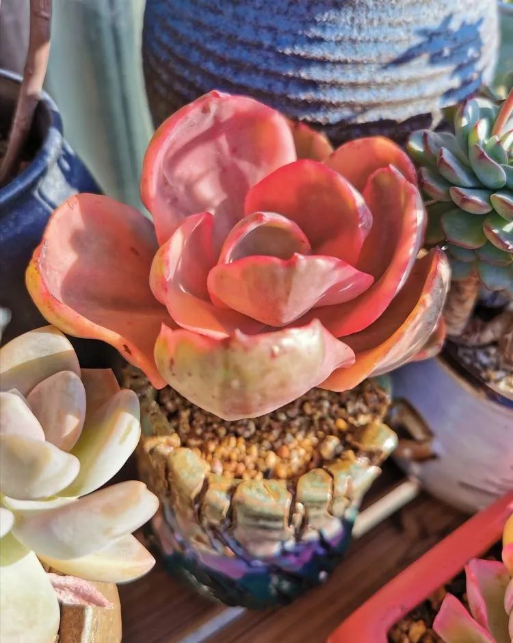 养多肉的人生感悟,人生如同养花