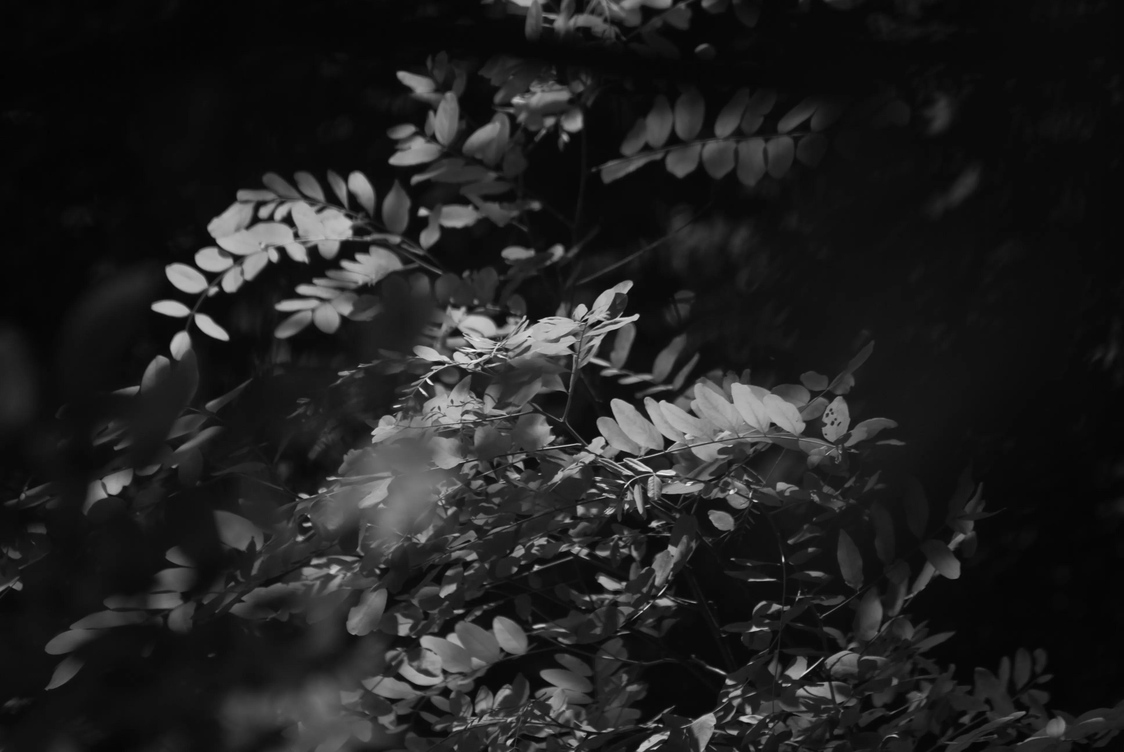 1000元二手全画幅单反相机推荐,2022最建议买的二手单反相机