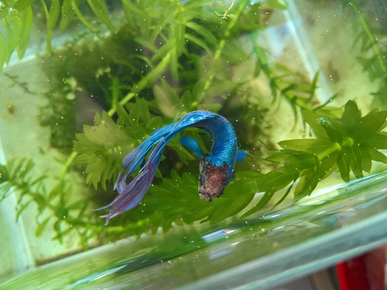 lumia950xl当主机,为什么lumia950xl还值得购买